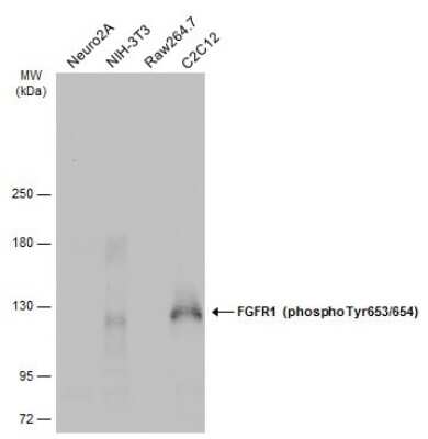 Western Blot: FGFR1 [p Tyr653, p Tyr654] Antibody [NBP3-13251]